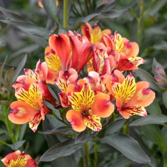 Alstroemeria Summer Breeze® Tessumbre, С2 slika 2