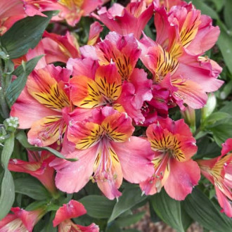 Alstroemeria Valley Girl® Tesvalgirl, С2 slika 4