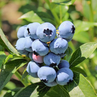 Ameriška borovnica Bluejay slika 6