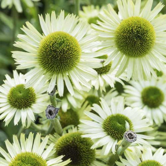 Ameriški slamnik (Echinacea) Green Jewel, С3 slika 5