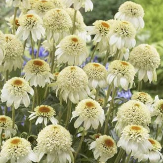 Ameriški slamnik (Echinacea) Milkshake, С3 slika 6