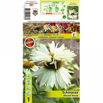 Ameriški slamnik (Echinacea) Mount Hood slika 10