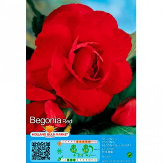 Begonija Double Red slika 3