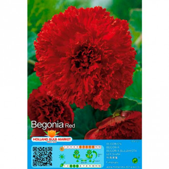 Begonija Fimbriata Red slika 5