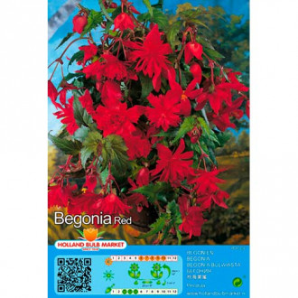 Begonija Pendula Red slika 2