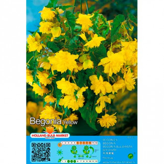 Begonija Pendula Yellow slika 4