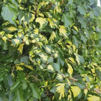 Bršljan (Hedera colchica ) Sulphur Heart, С2 slika 4