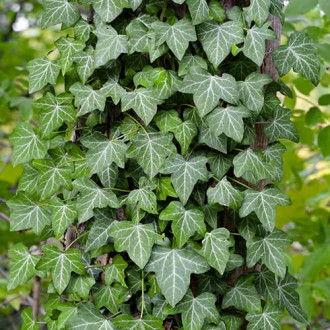 Bršljan (Hedera helix) Thorndale, С2 slika 5