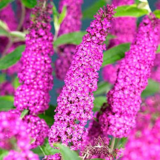 Budleja Davida Summer Beauty, Р9 slika 6