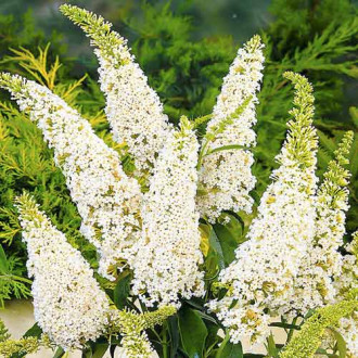 Budleja Davida White Profusion, С2 slika 3