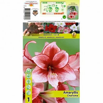 Sobna lilija (Amaryllis) Charisma slika 5