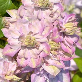 Clematis Anna's Choice, С2 slika 5