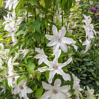Clematis Beautiful Bride, С2 slika 6