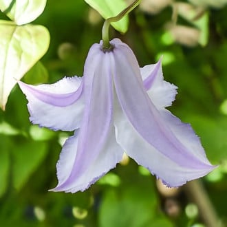 Clematis Fairy Slippers, С2 slika 3