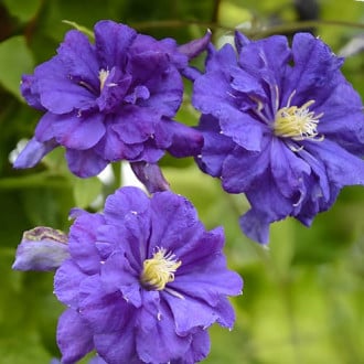 Clematis Floral Dance, С2 slika 4