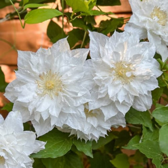 Clematis Isago, С2 slika 4