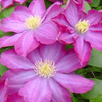 Clematis Kakio Pink Champagne, С2 slika 5