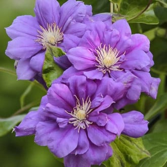 Clematis Krolowa Bona, С2 slika 6