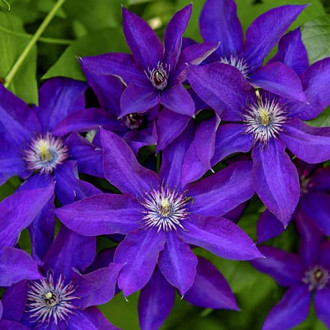 Clematis Lavender Beauty, С2 slika 3