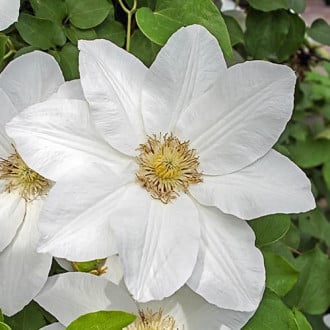 Clematis Sweet Morning, С2 slika 1