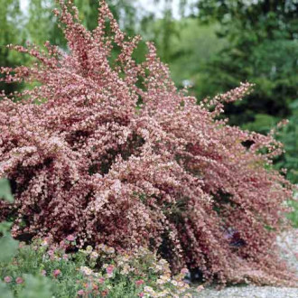 Cytisus Moyclare Pink, С2 slika 3