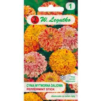 Dahlia zinnia Peppermint Stick slika 15