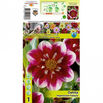 Dalija Impression Fabula slika 11