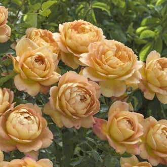 English Rose Lady of Shalott®, C5 slika 1