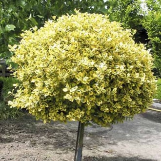 Euonymus Emerald'n Gold slika 1