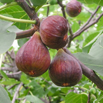 Figa Morena, С2 slika 1