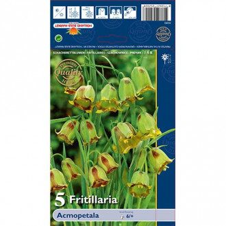 Fritillaria Acmopetala slika 6