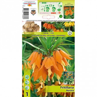 Fritillaria Aurora slika 5