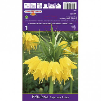 Jereb (fritillaria) cesarska Lutea slika 4