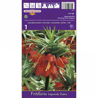 Jereb (fritillaria) cesarska Rubra slika 5