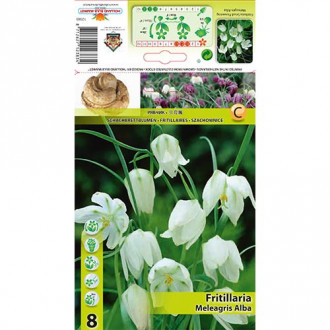 Močvirski tulipan (Fritillaria) Meleagris alba slika 1