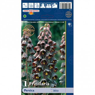 Fritillaria Persica slika 3