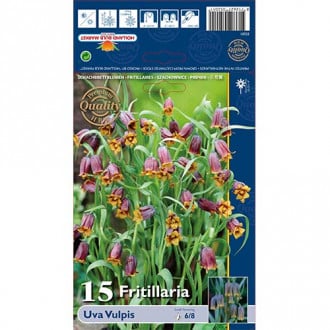 Jereb (fritillaria) Uva-Vulpis slika 5