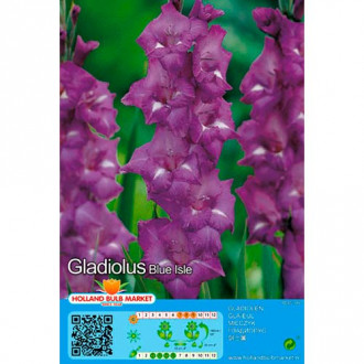 Gladijola Blue Isle slika 6