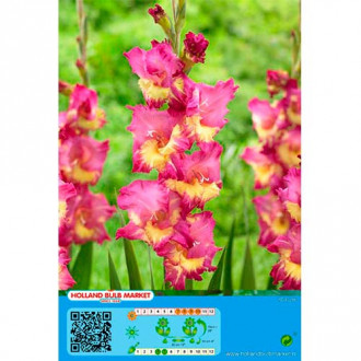 Gladijola Far West slika 2