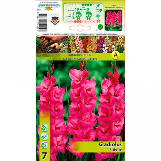 Gladijola Fidelio slika 3