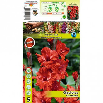 Gladijola Fire Ruffle slika 1