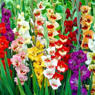 Gladijola Garden Velvet večbarvna mešanica slika 1