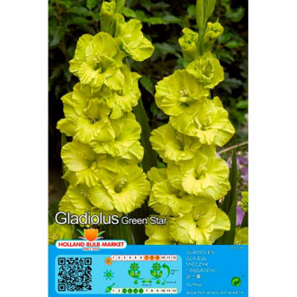 Gladijola Green Star slika 5