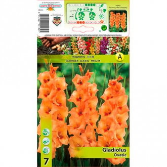 Gladijola Ovatie slika 2