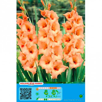 Gladijola Peter Pears slika 4