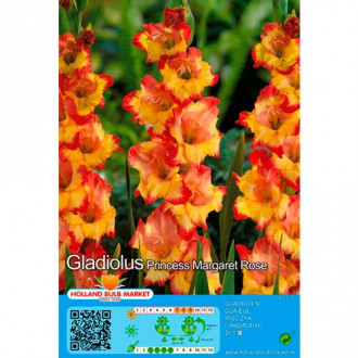 Gladijola Princess Margaret Rose slika 5