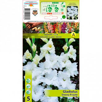 Gladijola Snowy Frizzle slika 1