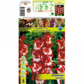 Gladijola Sparkler slika 2