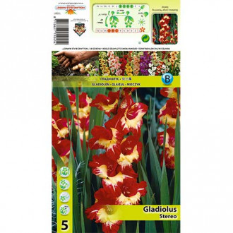 Gladijola Stereo slika 2