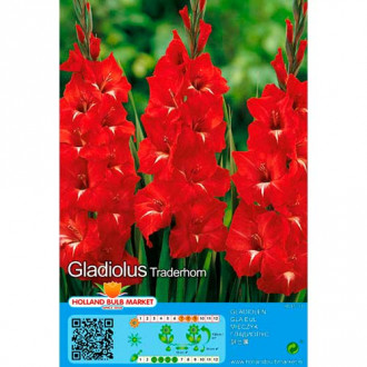 Gladijola Traderhorn slika 5